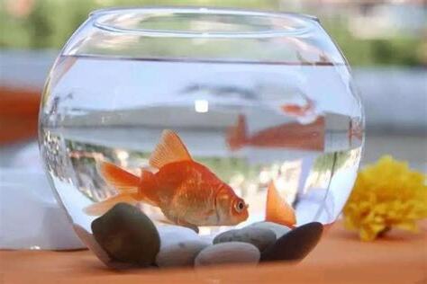 魚缸效應