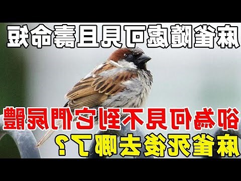 死麻雀