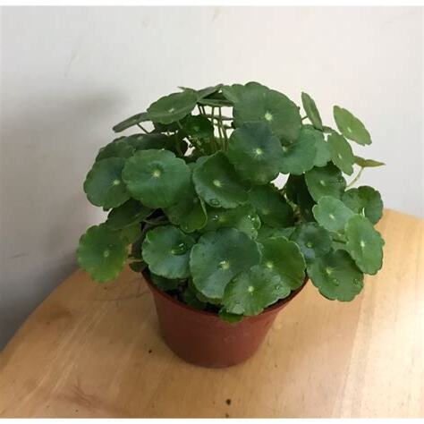錢幣草風水