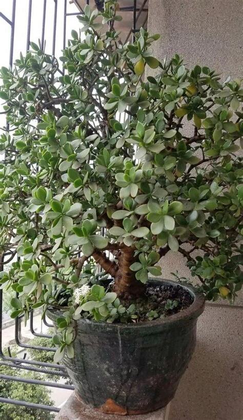 玉樹