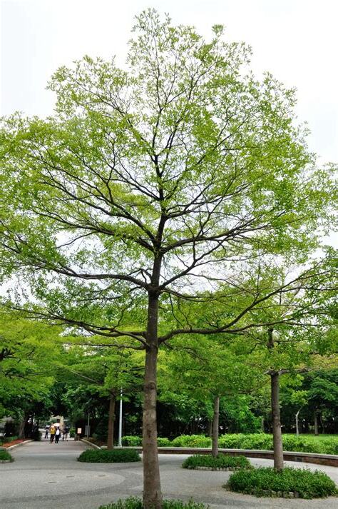 小葉欖仁樹花語