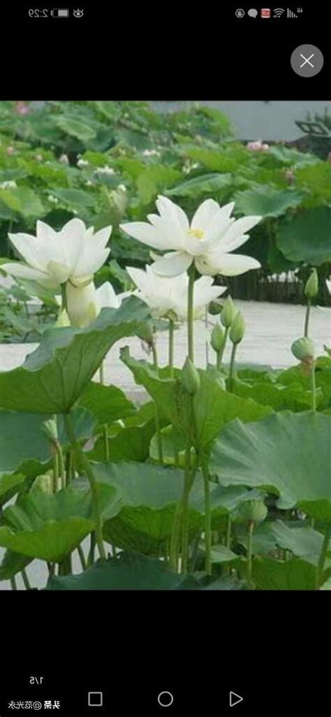 詠荷花詩詞