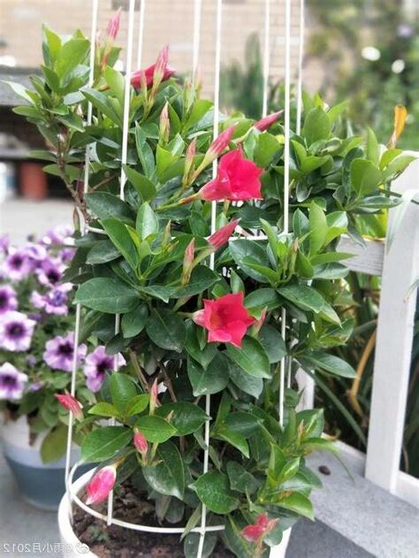 紅蟬花修剪