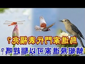 鳥飛進公司