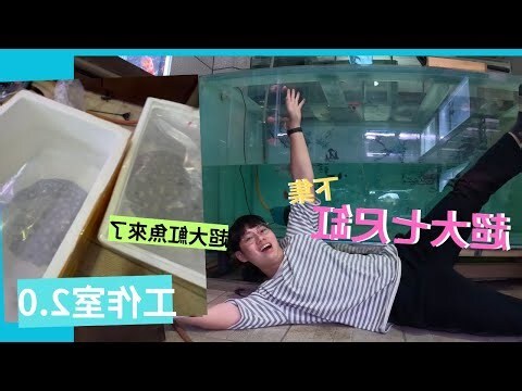 皇冠魚