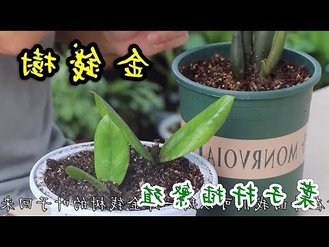 金錢樹可以水種嗎