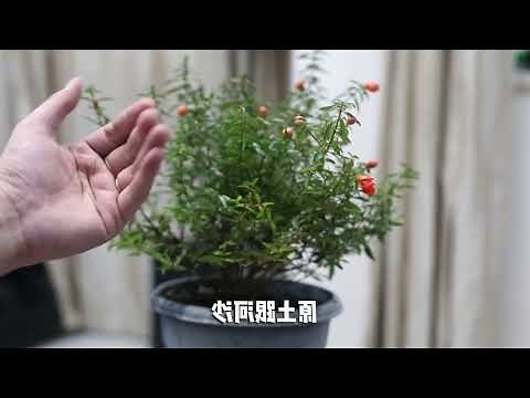 石榴盆栽