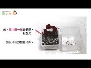 小紅楓風水