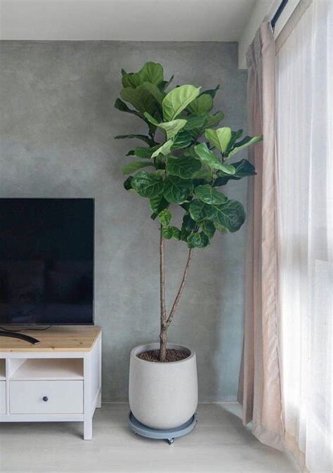 室內植物