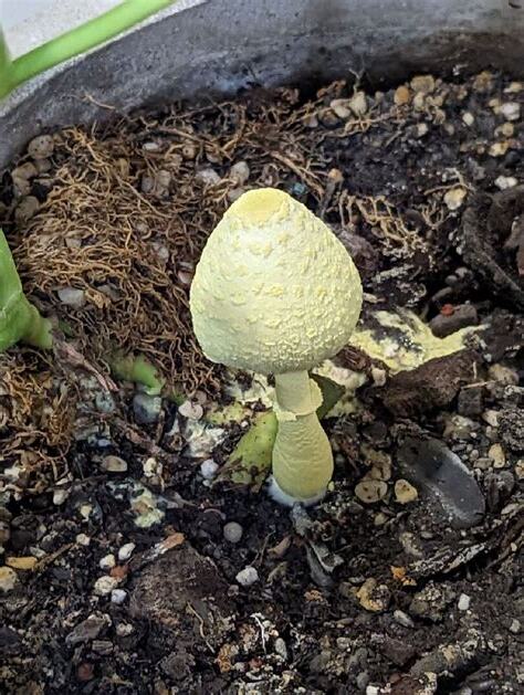 家裡長香菇風水