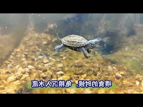 深水烏龜