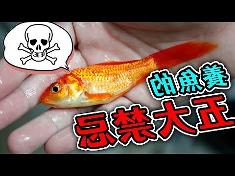 石崇魚禁忌