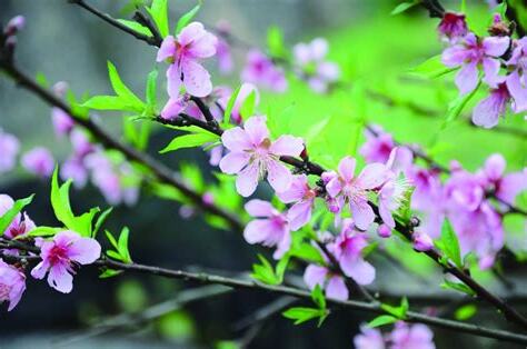 桃花樹結果