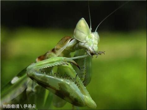 螳螂出現在家裡
