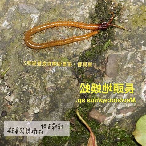 看見蜈蚣代表什麼
