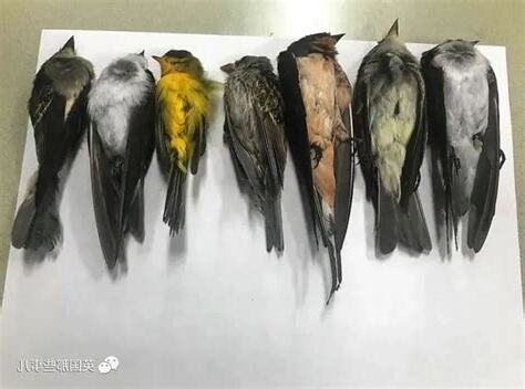 死掉的鳥
