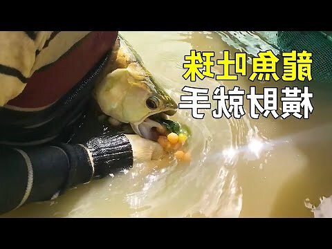 龍吐珠魚風水