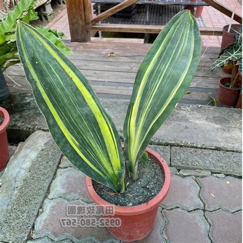 寬葉植物