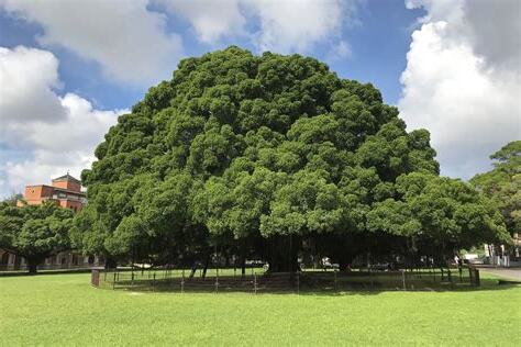 門前種榕樹