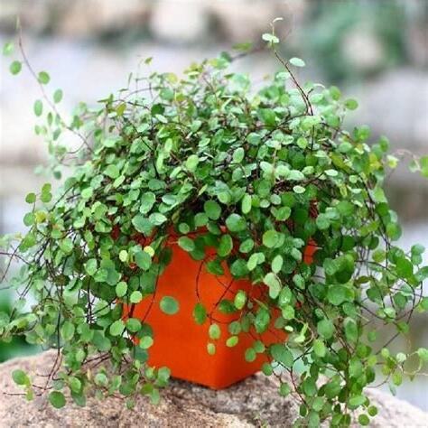 耐澇植物