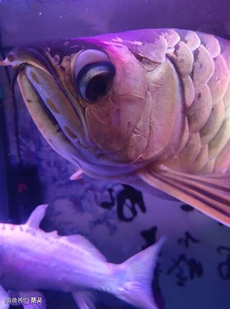 龍魚眼睛