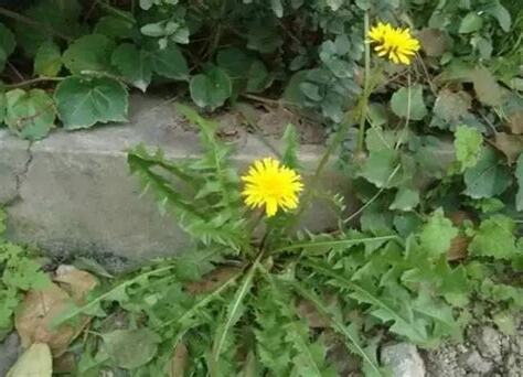 蒲公英草功效