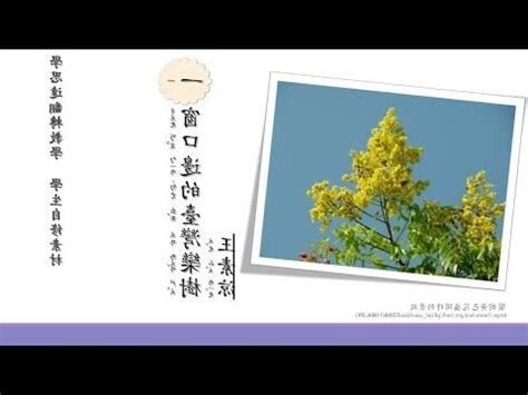 窗口邊的台灣欒樹預習單
