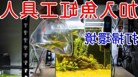 魚缸清道夫