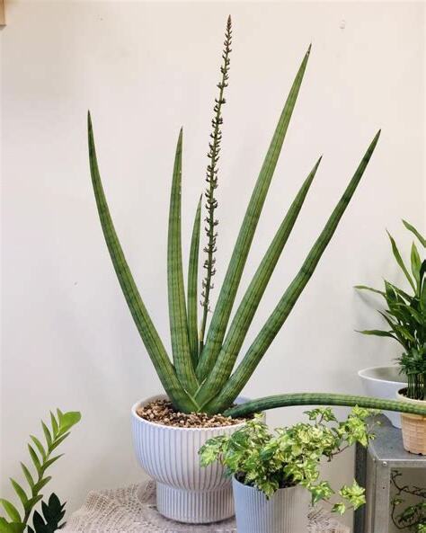 佛手虎尾蘭開花