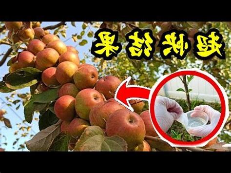 蘋果麒麟照顧