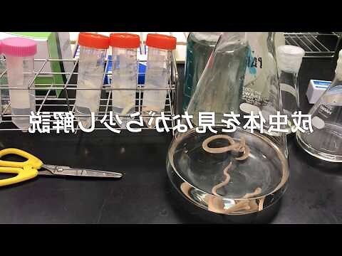 夢見白色蠕動的蟲