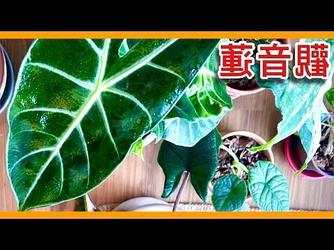 觀音蓮有毒嗎