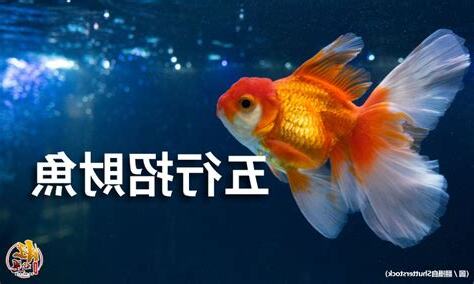 招財魚