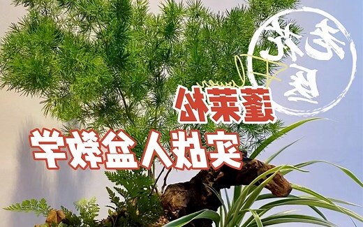 蓬莱松风水