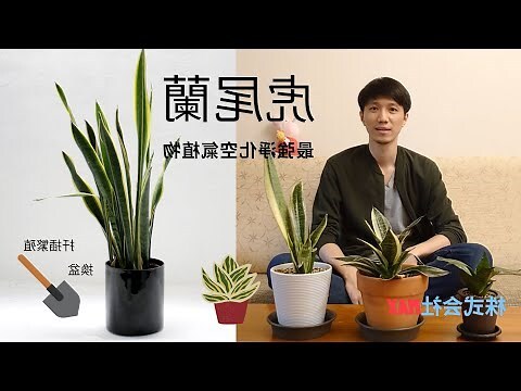 虎尾蘭養殖