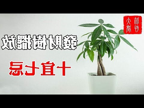 家裡招財