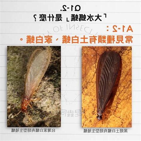 白蟻怕熱嗎