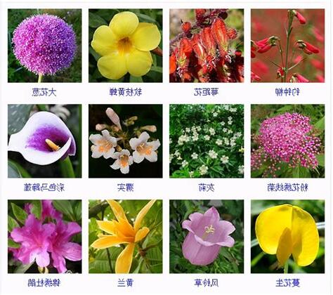花卉大全