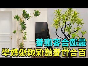 百合竹风水