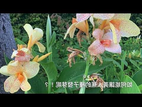 美人蕉種子