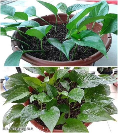 綠蘿花副作用