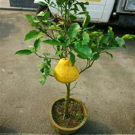 柚子盆栽風水
