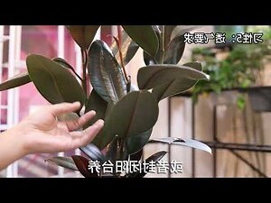 橡皮樹