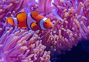 魚要養單數還是雙數