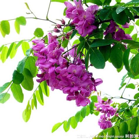 楊槐樹花