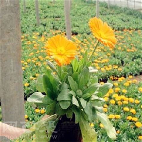 7月15日生日