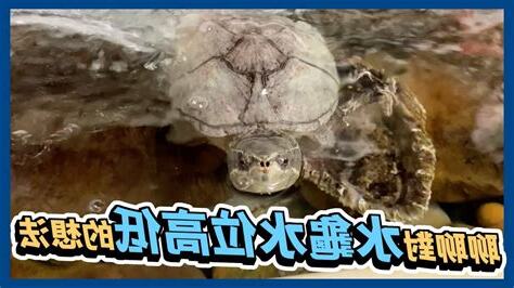 麝香龜水位