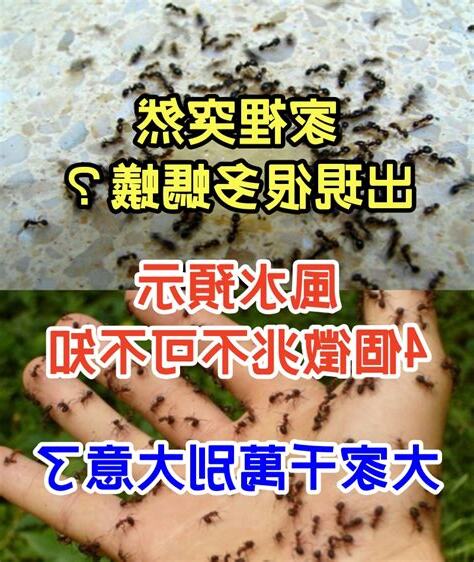 家中有螞蟻風水