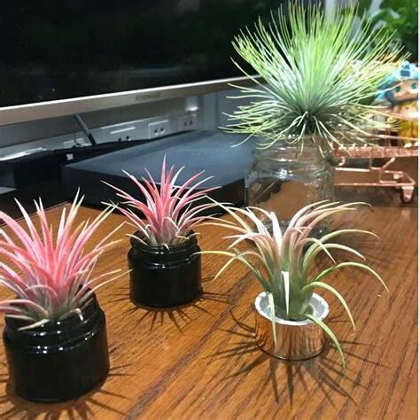 空氣鳳梨辦公室風水