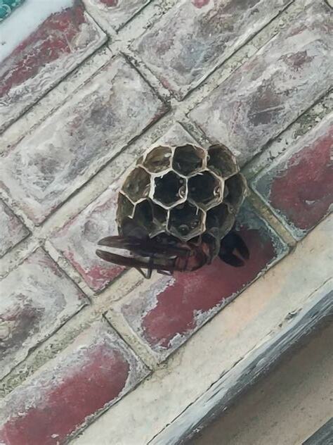 陽台蜜蜂築巢